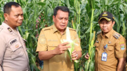 Bupati Tangerang Panen Jagung Pulut di Kecamatan Sukamulya