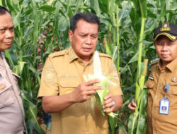 Bupati Tangerang Panen Jagung Pulut di Kecamatan Sukamulya