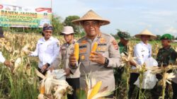 Kapolresta Tangerang Kembali Panen Jagung Hibrida Kwartal III, Dukung Swasembada Pangan