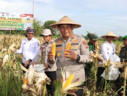 Kapolresta Tangerang Kembali Panen Jagung Hibrida Kwartal III, Dukung Swasembada Pangan