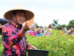 H.Moch.Maesyal Rasyid Panen Raya Cabai Bersama Kelompok Tani Berenuk Desa Kemuning Kecamatan Legok